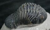 Bargain Phacops Trilobite From Morocco - #7950-2